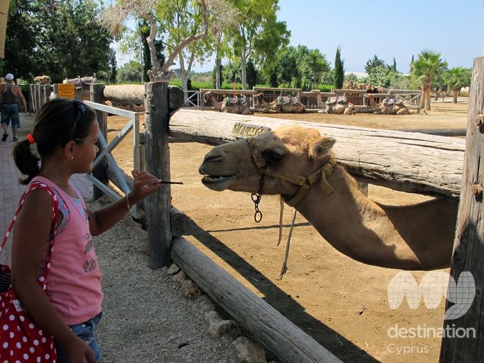 Camel park, photo copyright My Destination Cyprus